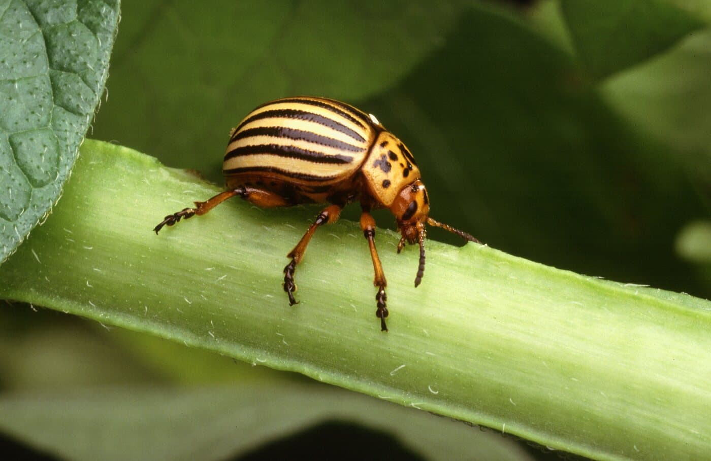 An adult Colorado potato beetle in profile on a potato stem, showing the ten black longitudinal stripes across its cream elytra and the spotted orange-brown pronotum.