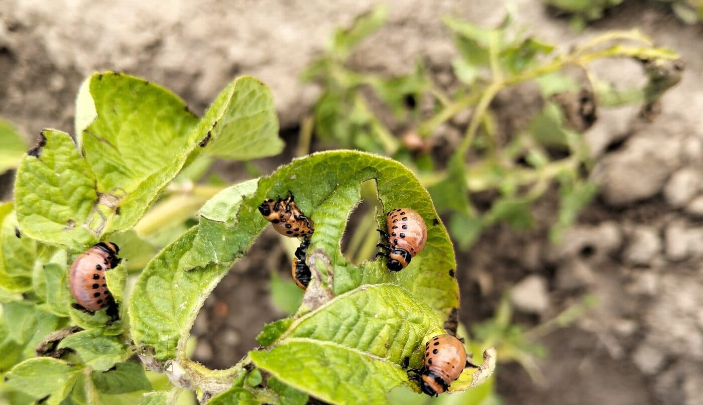 Potato plants with ragged holes and missing leaf tissue from Colorado potato beetle feeding, with several larvae visible on the remaining foliage.