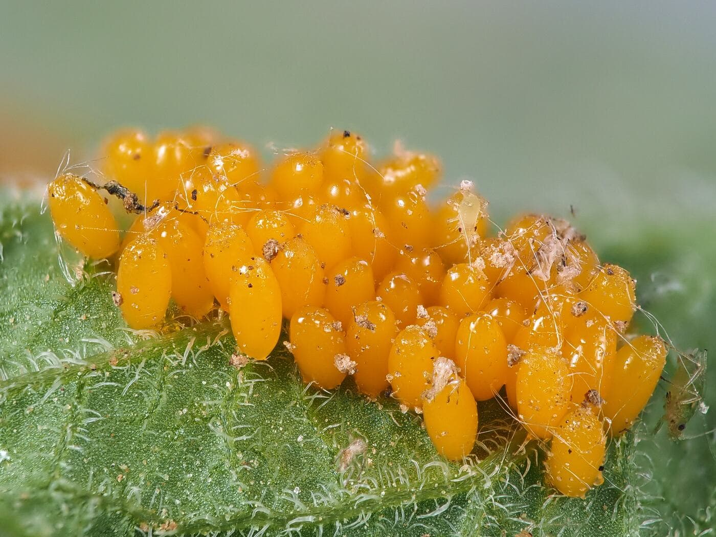 A cluster of bright orange Colorado potato beetle eggs laid on a potato leaf.