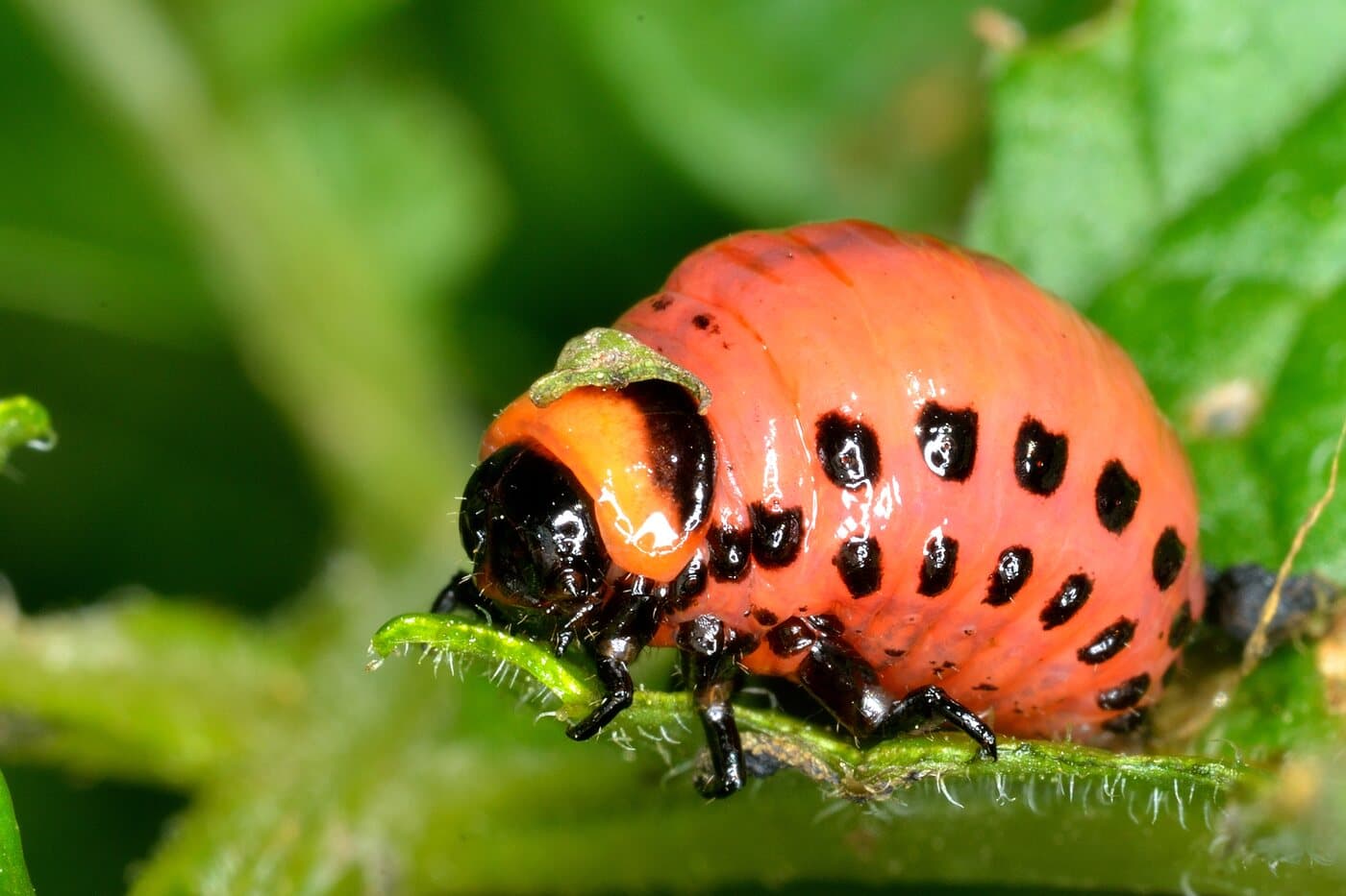 A late-instar Colorado potato beetle larva, orange-red with two rows of black spots along each side and a dark head, feeding on a potato leaf.