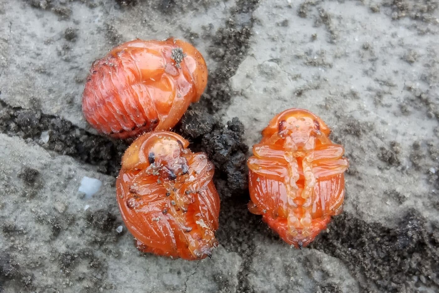 Colorado potato beetle pupae on soil, pale orange and rounded, without legs or markings visible.